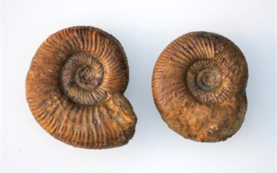 Binatisphinctes sp. und Binatisphinctes (Okaites) subaurigerus