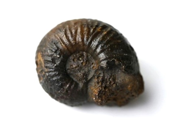 Bullatimorphites (Sphaeroptychius) marginatus