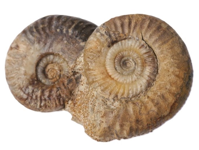 065-2-Stufe Hecticoceras und Grossouvria-Callovium