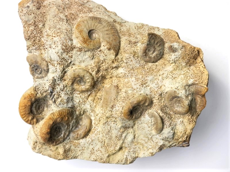 Hecticoceraten