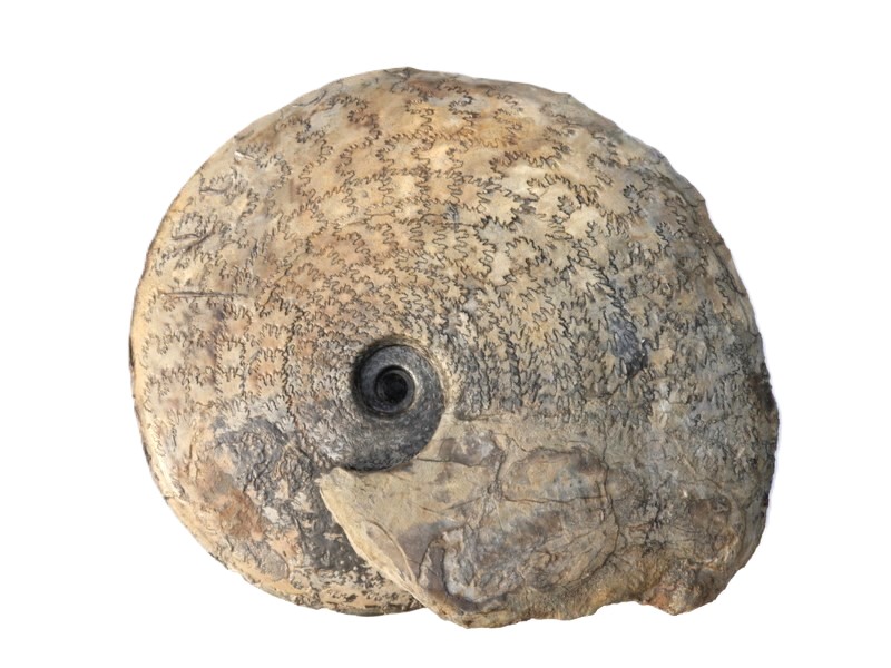 Hyperlioceras subdiscoidea