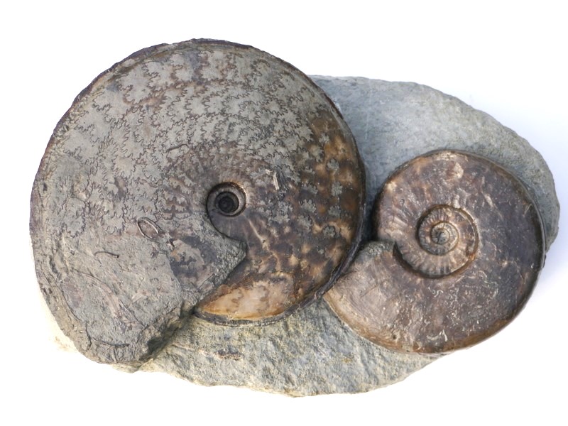 Hyperlioceras subsectum und Sonninia (Euhoploceras) modestum