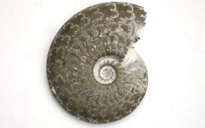 Leioceras opalinum