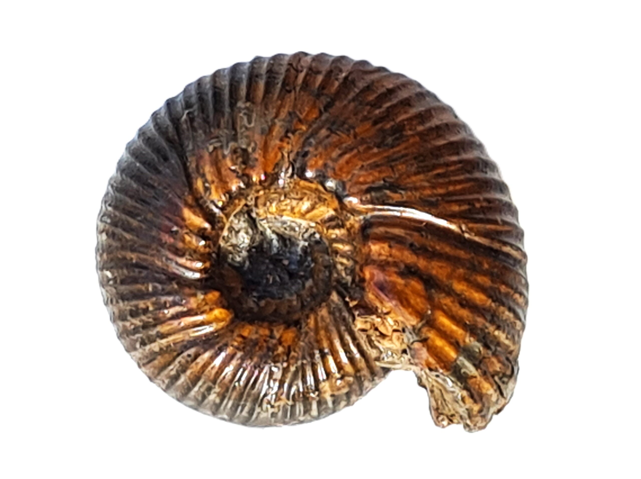 113-13-Morphoceras sulcatum-Bathonium