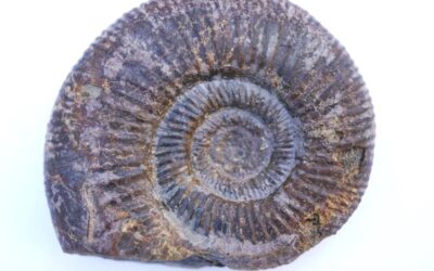 Vermisphinctes aff. vermiformis