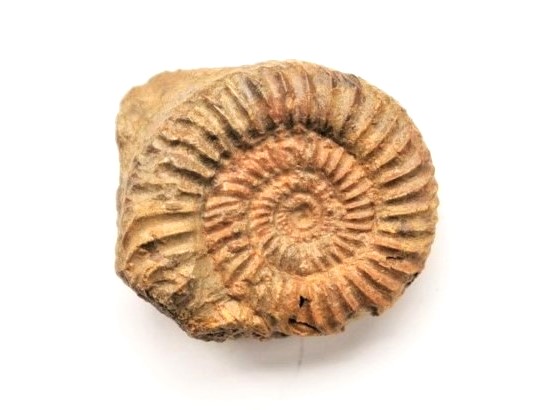 Caumontisphinctes bifurcus