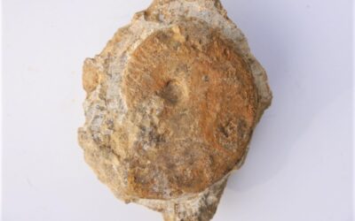 Oxycerites oxus