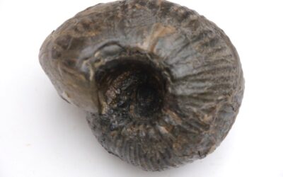 Quenstedtoceras goliathus