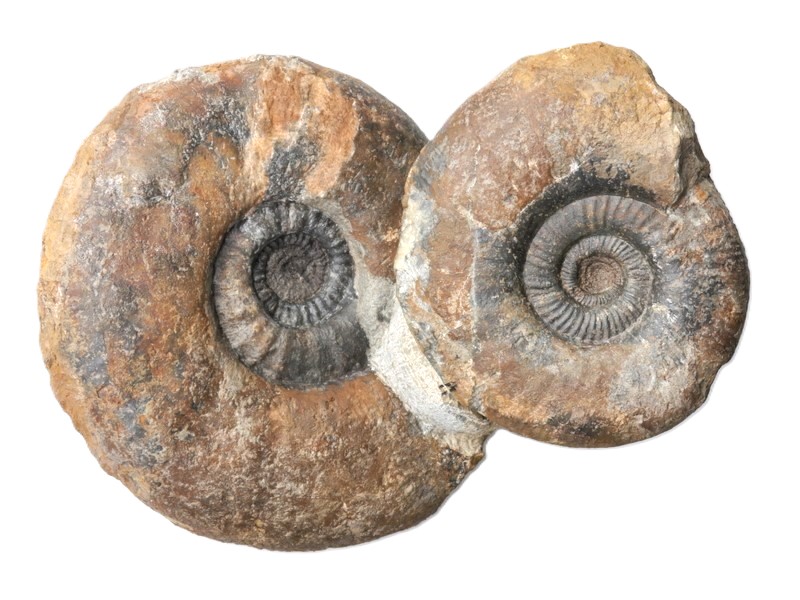 Procerites (Procerites) hodsoni