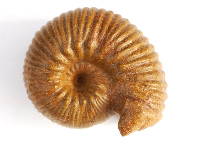 Otoites contractus