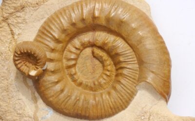 Skirroceras macrum und Itinsaites sp.