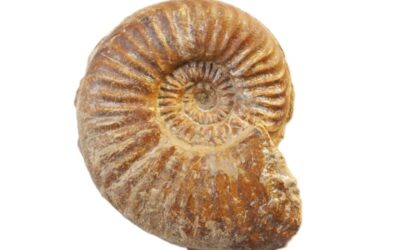 Sonninia corrugata