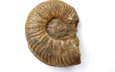 Pelekodites sp.