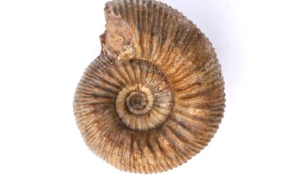 Stephanoceras (Stephanoceras) mutabile