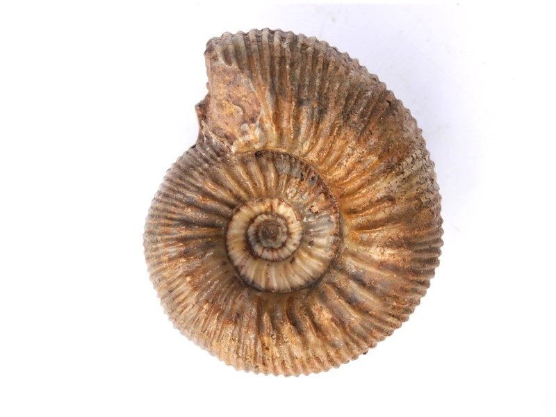 Stephanoceras (Stephanoceras) mutabile