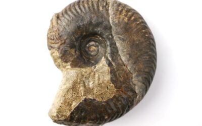 Oppelia sp.