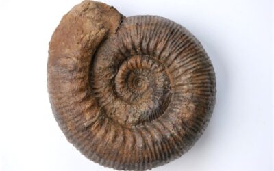 Stephanoceras (Stephanoceras) humphriesianum