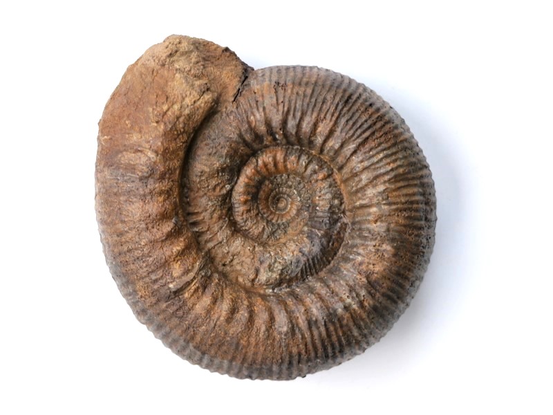 Stephanoceras (Stephanoceras) humphriesianum