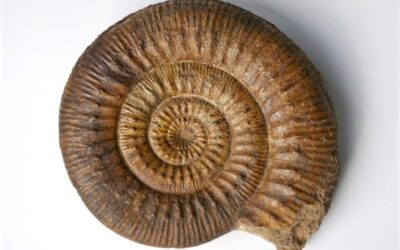 Stephanoceras (Stephanoceras) humphriesianum