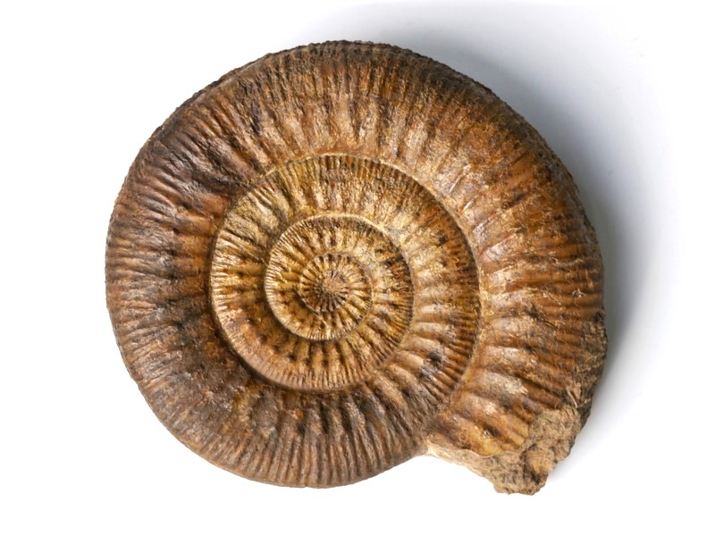 Stephanoceras (Stephanoceras) humphriesianum