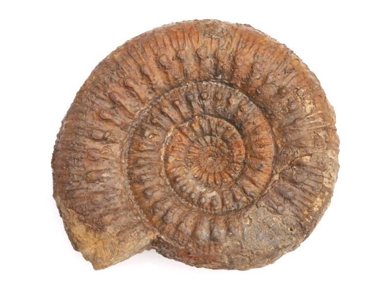 Stephanoceras (Stephanoceras) humphriesianum