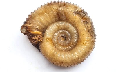 Phaulostephanus phaulus