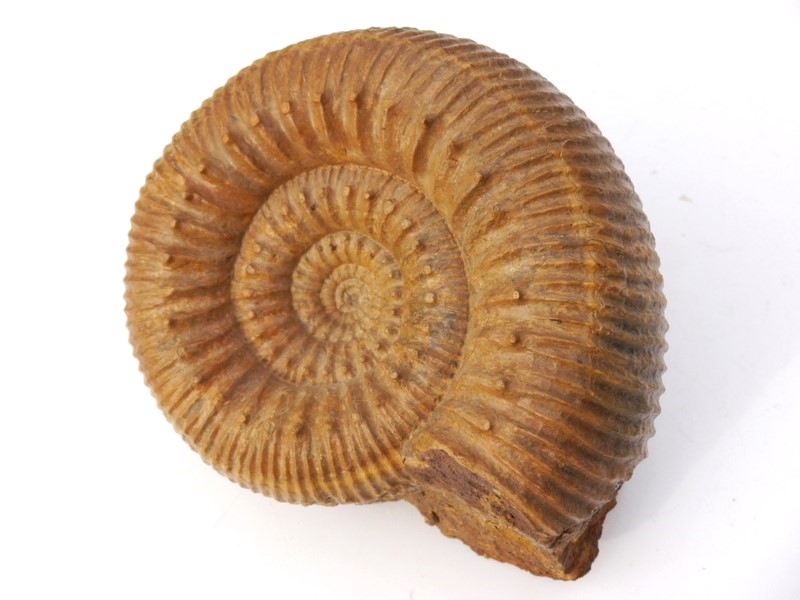 Stephanoceras (Stephanoceras) humphriesianum