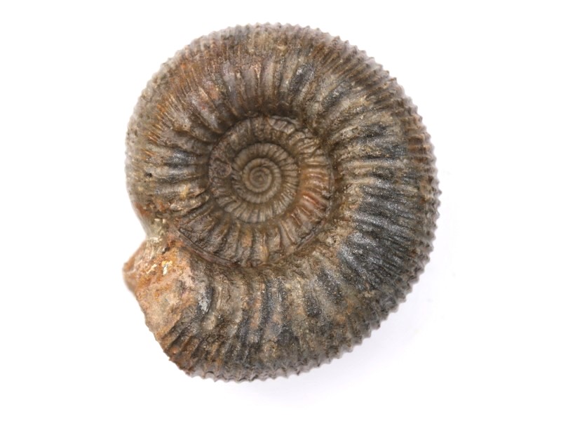 Stephanoceras (Normannites) braikenridgii ventriplanum