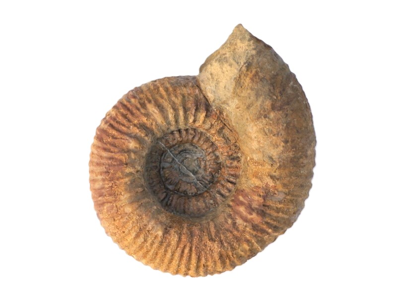 Teloceras sp.