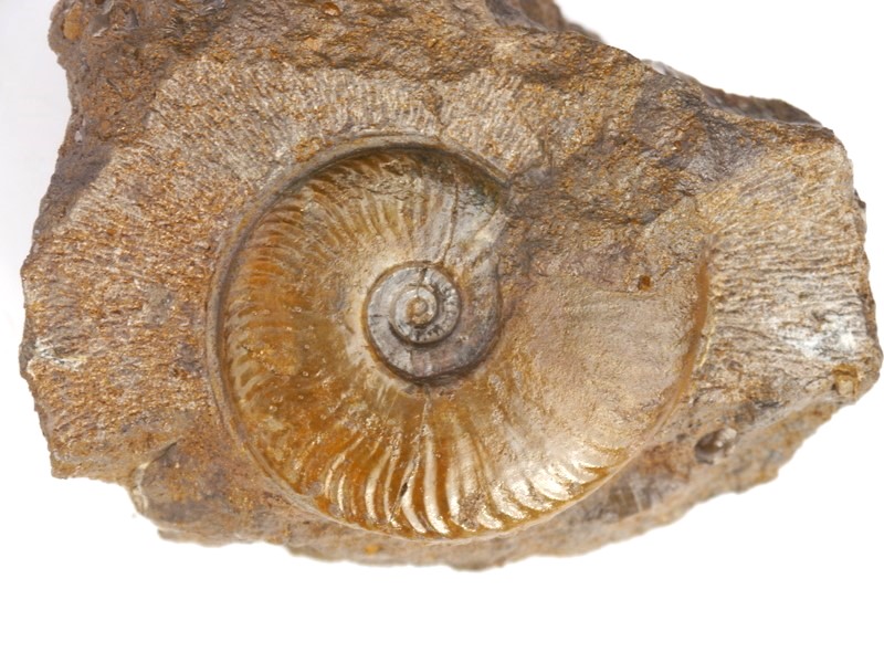 Witchellia pseudoromanoides