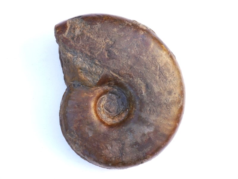 Sonninia (Euhoploceras) adicra, var. nenningensis