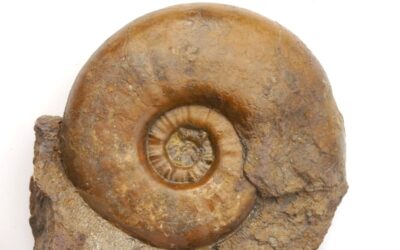 Sonninia (Euhoploceras) adicra