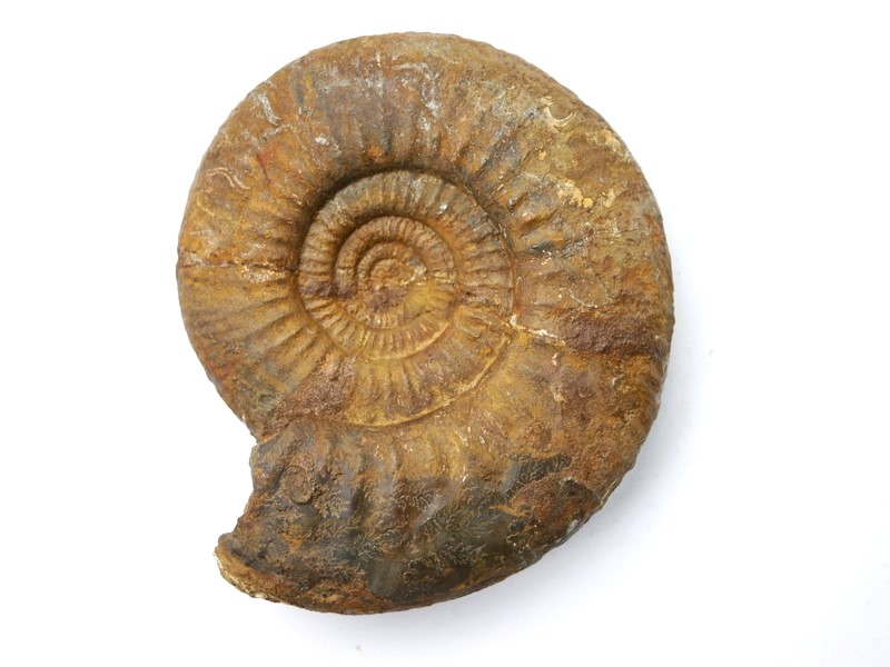 Choffatia sp.-Callovium