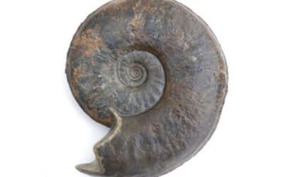 Dorsetensia romani