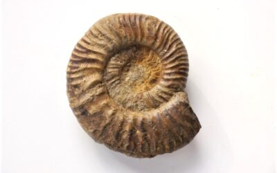 Procerites (Siemiradzkia) sp.