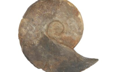 Sonninia carinodiscus