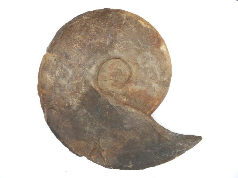 Sonninia carinodiscus