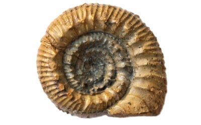 Reineckeia (Reineckeia) polycosta