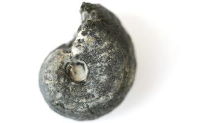 Partschiceras esulcatum