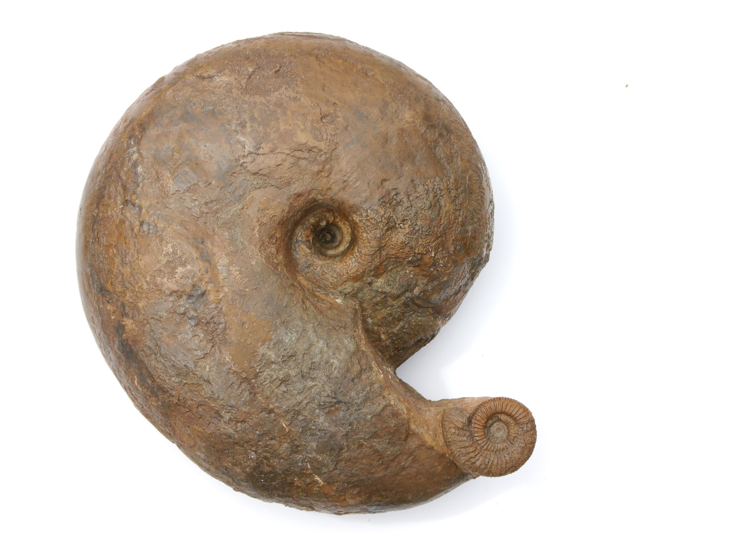099-Macrocephalites jacquoti-Callovium