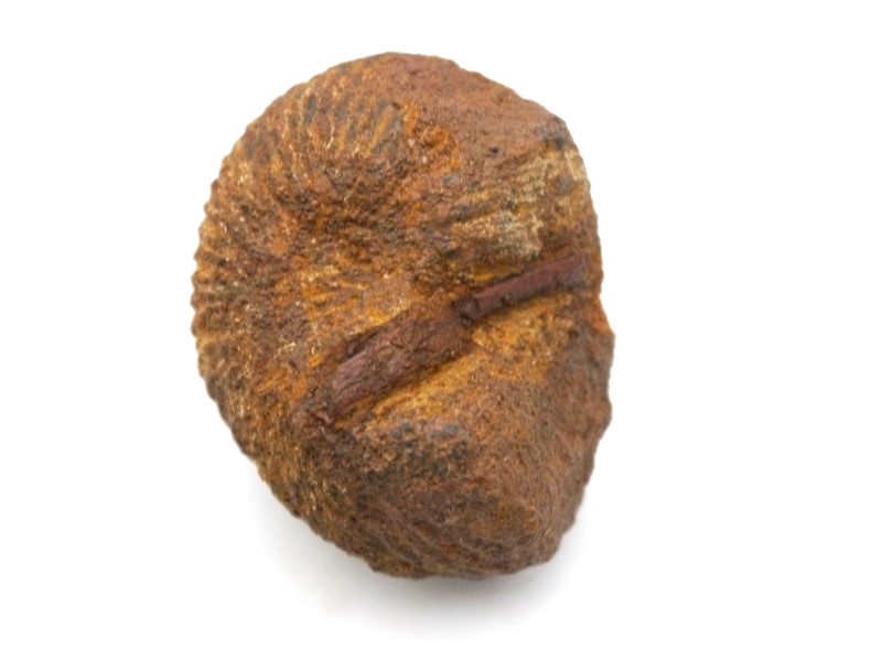 Macrocephalites rotundus mit Knochenfragment