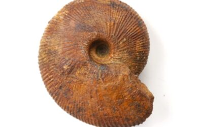Macrocephalites (Macrocephalites) madagascariensis
