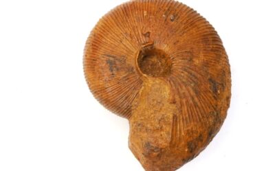 Macrocephalites (Macrocephalites) madagascariensis