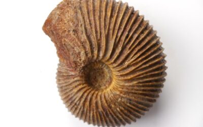 Macrocephalites (Pleurocephalites) uhligi