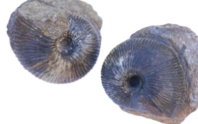 Macrocephalites (Indocephalites) tumidus