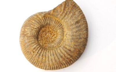 Perisphinctes sp.