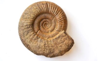 Otosphinctes sp.