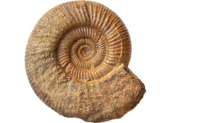 Otosphinctes sp.