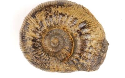 Kepplerites (Kepplerites) gowerianus