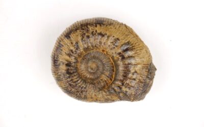 Kepplerites (Kepplerites) gowerianus